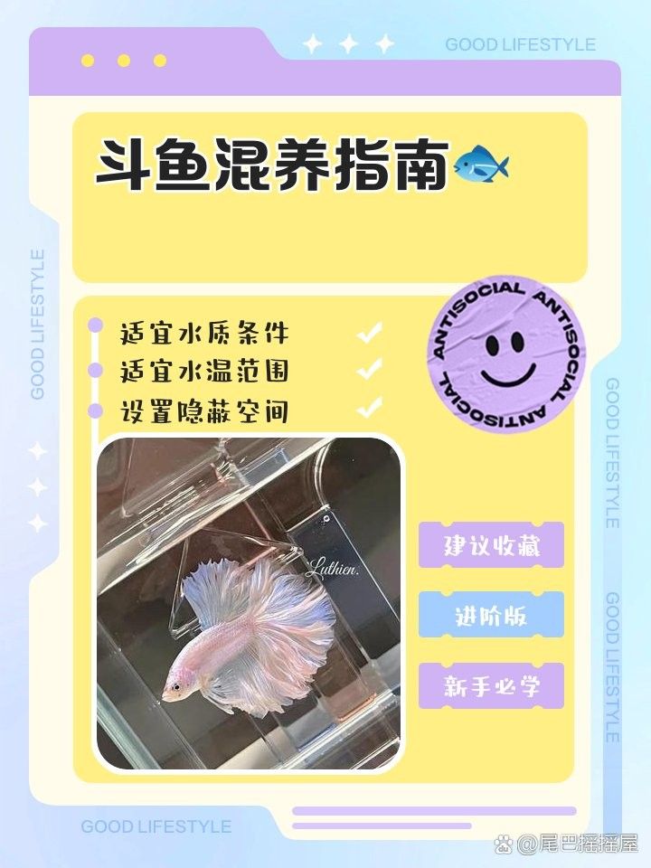 混養時如何保持水質 混養時如何保持水質 龍魚百科 第4張