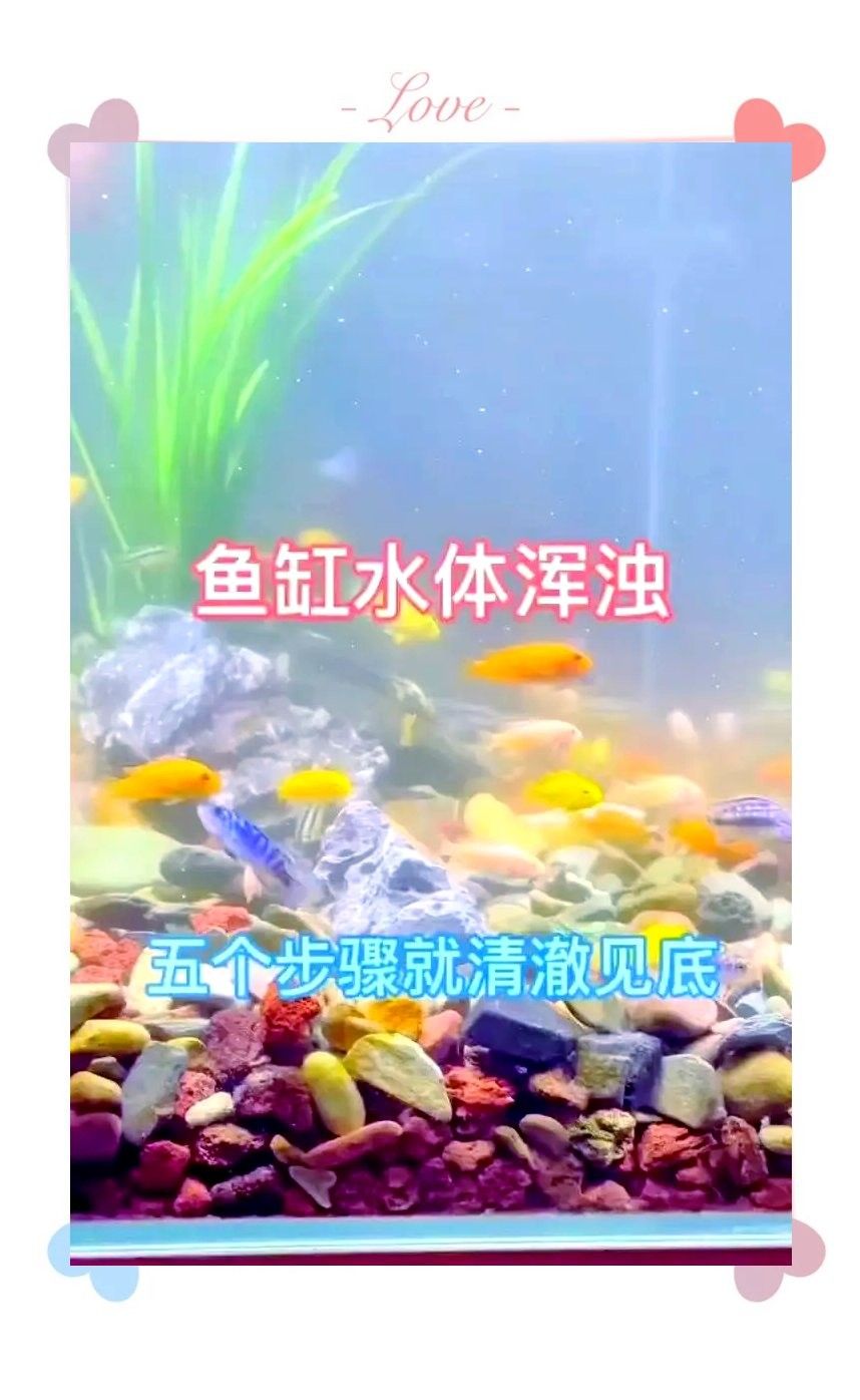 混養時如何保持水質 混養時如何保持水質 龍魚百科 第6張