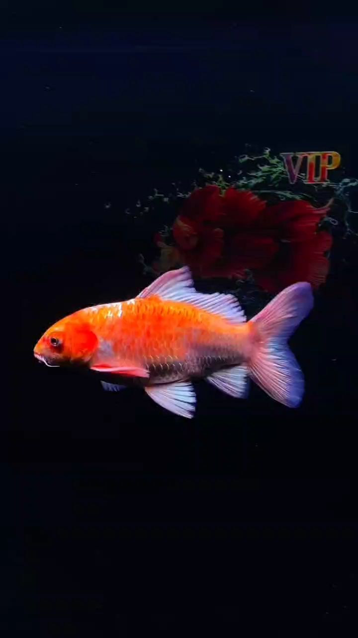 花紅蝴蝶鯉（北京老寧評論：花紅蝴蝶鯉，花紅蝴蝶鯉）