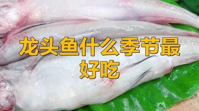 金龍魚的最佳食用季節