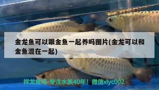 金龍魚可以跟金魚一起養嗎圖片(金龍可以和金魚混在一起)（金龍魚可以跟金魚一起養嗎）