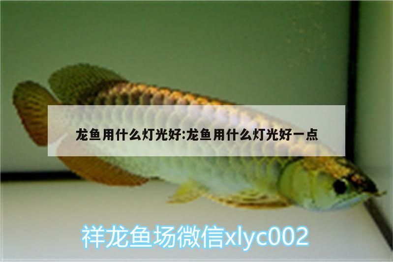 龍魚用什么燈光好:龍魚用什么燈光好一點（龍魚出現一側掉眼或測游的情況）