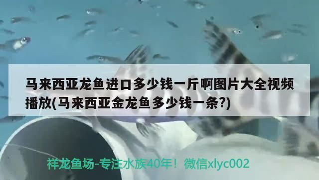 馬來西亞龍魚進口多少錢一斤啊圖片大全視頻播放(馬來西亞金龍魚多少錢一條?)（馬來西亞龍魚的價格）