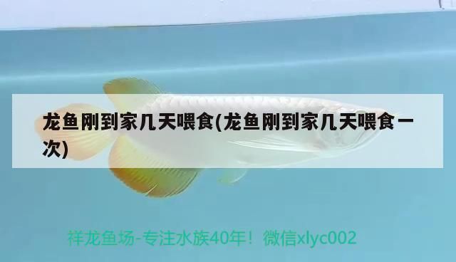 龍魚剛到家?guī)滋煳故?龍魚剛到家?guī)滋煳故骋淮?（關于龍魚剛到家?guī)滋煳故车慕榻B）