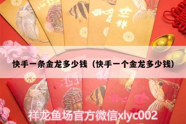 快手一條金龍多少錢（快手一個金龍多少錢）（快手一條金龍多少錢）