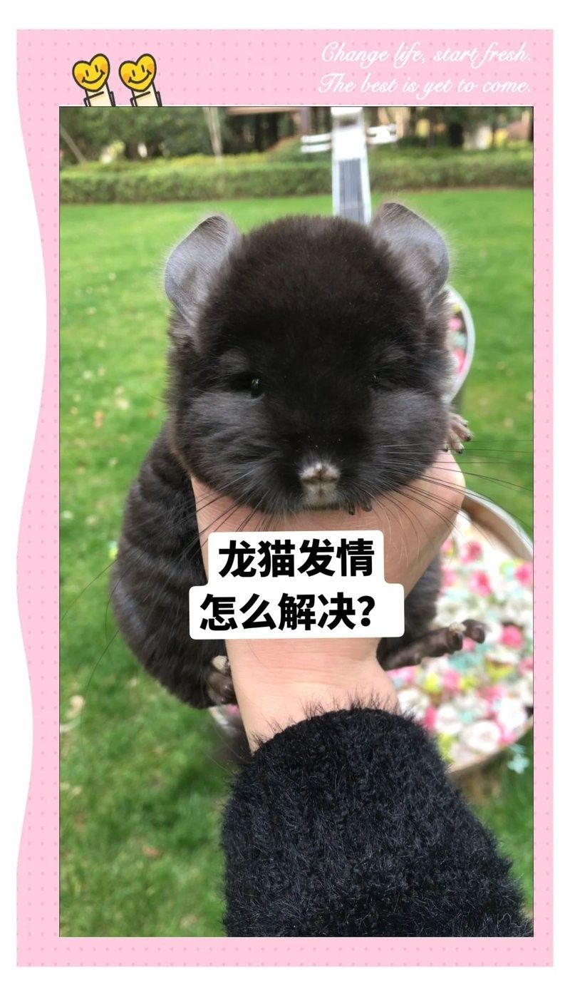 龍貓發情時應該如何照顧