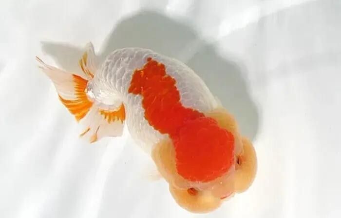 停食期間多久換一次水合適（停食期間換水需要注意什么，）