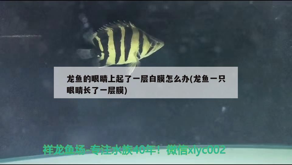 龍魚的眼睛上起了一層白膜怎么辦(龍魚一只眼睛長了一層膜)