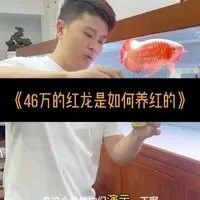 龍魚(yú)發(fā)色增艷劑多久見(jiàn)效？（養(yǎng)紅龍魚(yú)發(fā)色出狀態(tài)攻略養(yǎng)紅龍魚(yú)發(fā)色出狀態(tài)攻略）