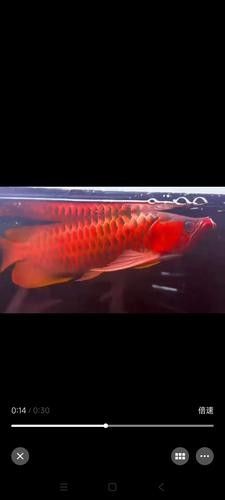 高清紅龍圖片哪里可以免費獲取？（免費獲取紅龍圖片的方法）
