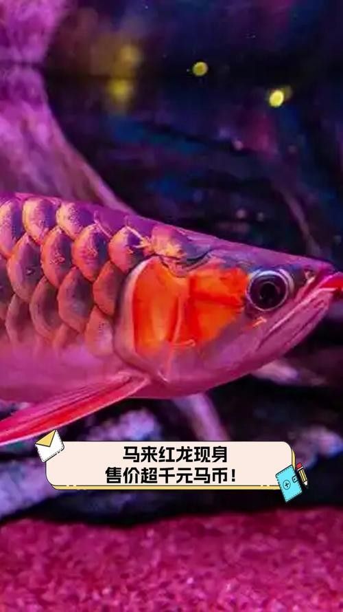 高清紅龍圖片哪里可以免費獲取？（免費獲取紅龍圖片的方法）