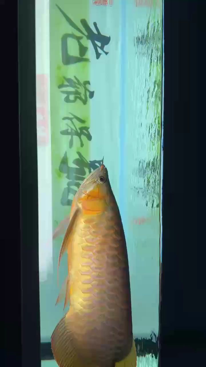 吾家有紅龍（吾家有紅龍，文化象征） 吾家有紅龍（吾家有紅龍，文化象征） 龍魚論壇
