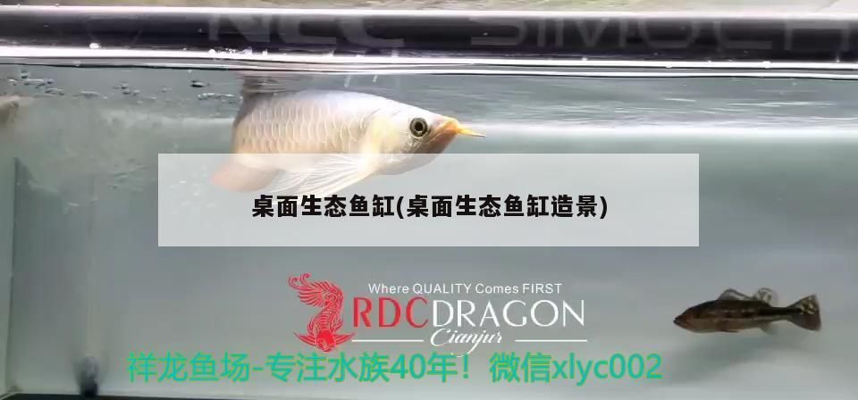 桌面生態魚缸(桌面生態魚缸造景)（桌面生態魚缸）