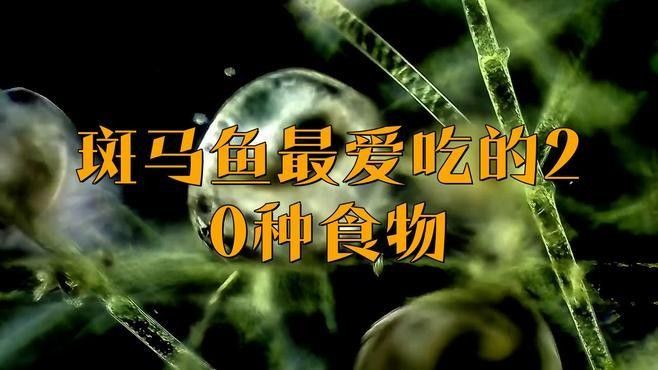 斑馬魚的食物有哪些