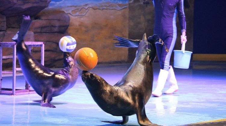 岳陽樓哪個水族館龍魚好？祥龍魚場龍魚