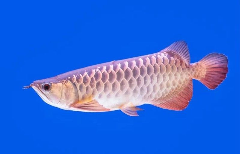 岳陽樓哪個水族館龍魚好？祥龍魚場龍魚