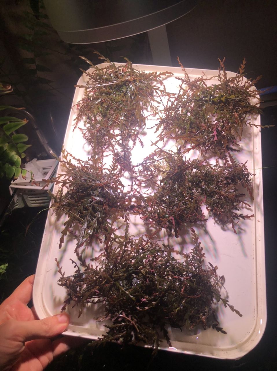 出水草一堆