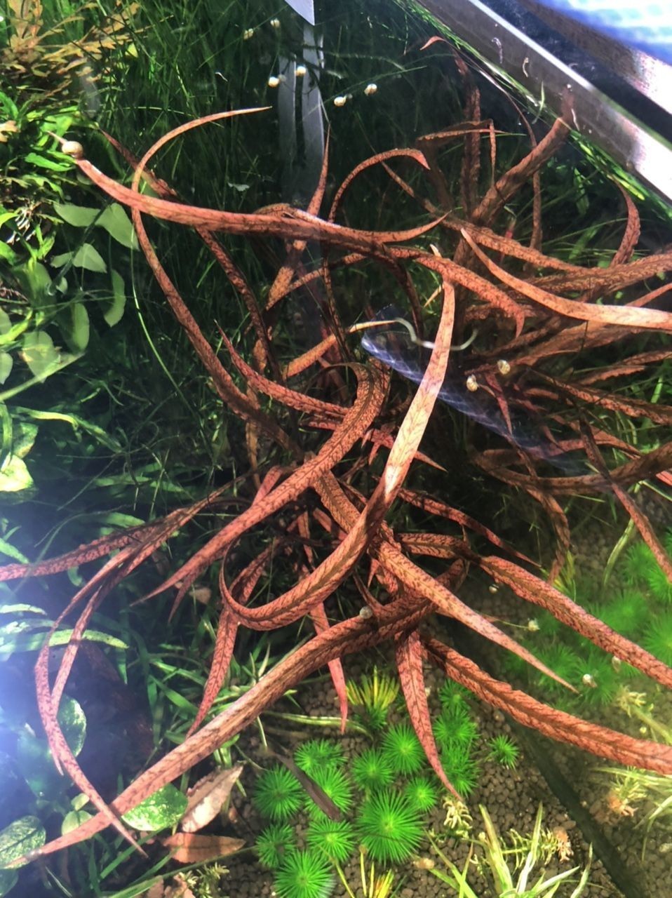 出水草一堆
