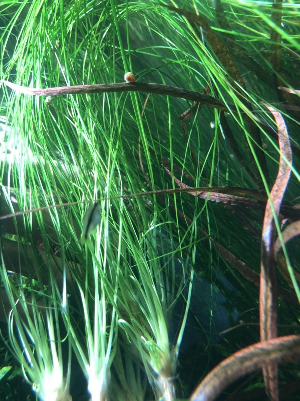 出水草一堆