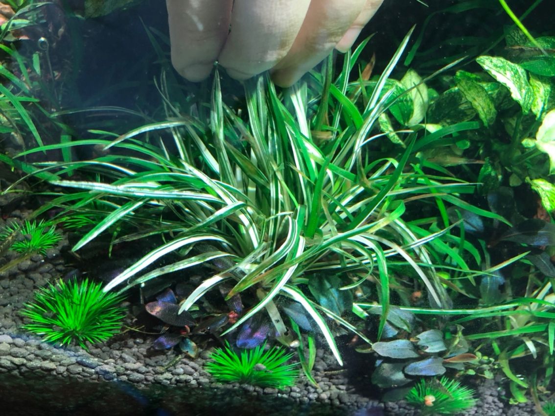 出水草一堆
