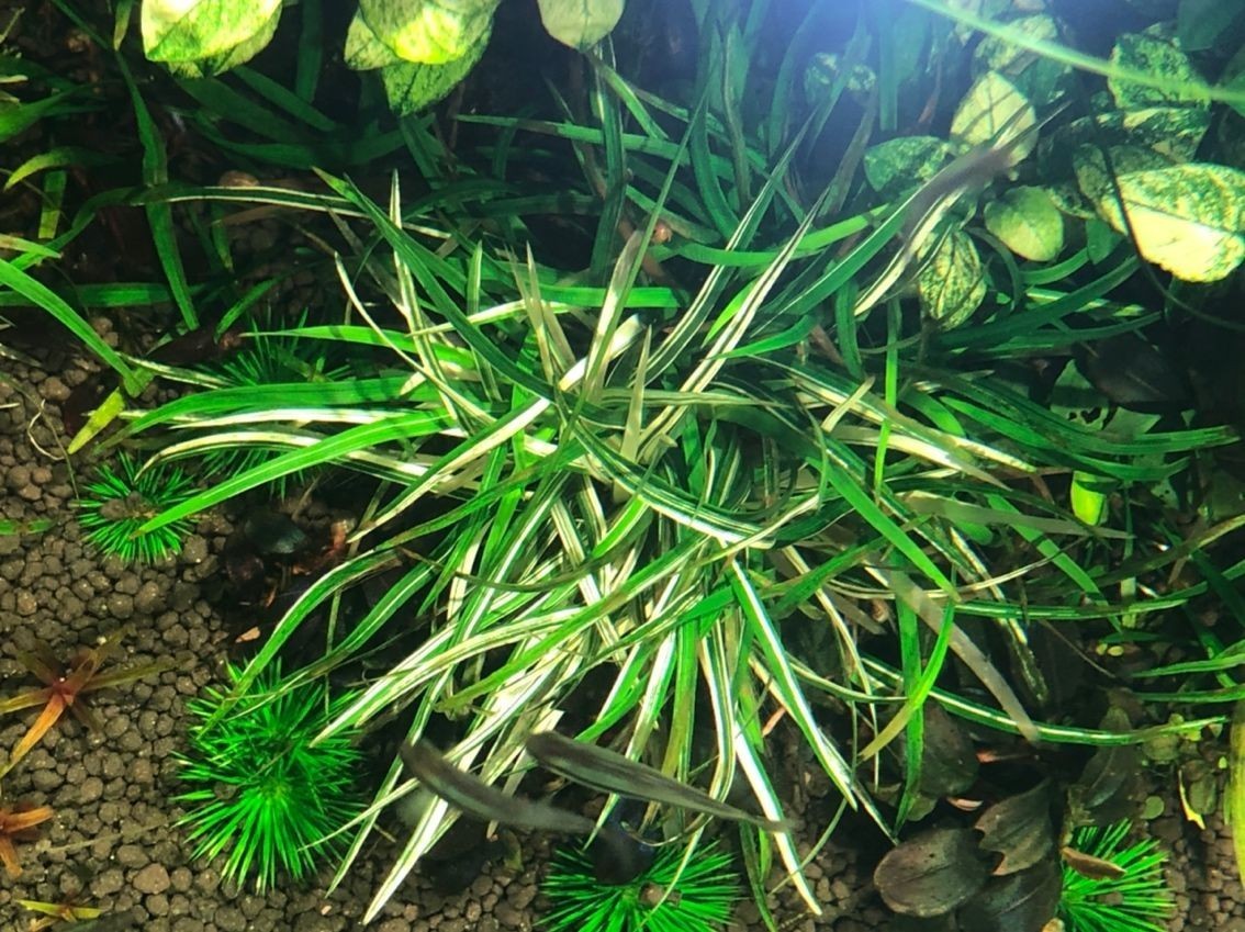 出水草一堆