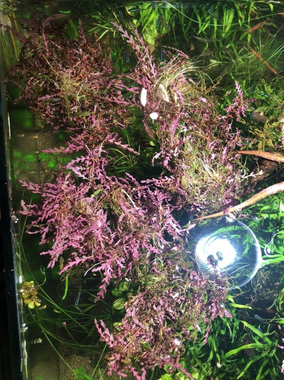 出水草一堆