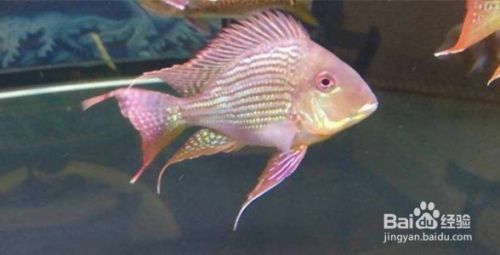紅龍魚喂活食好嗎：如何正確給紅龍魚喂食活食？