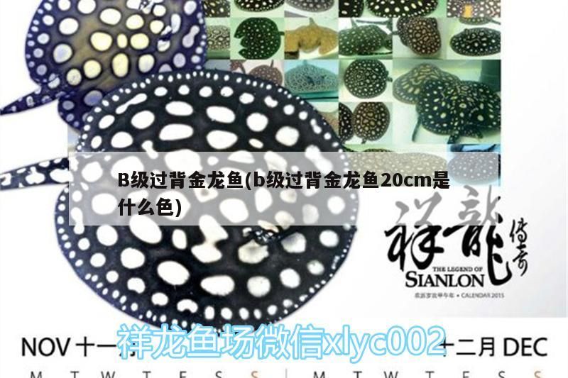B級過背金龍魚(b級過背金龍魚20cm是什么色)（b級過背金龍魚20cm是什么色）