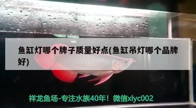 便宜的異型魚缸推薦(便宜的異型魚缸推薦知乎)