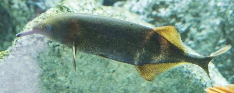 混養時如何確保象鼻魚的安全（象鼻魚在混養環境中的安全與健康象鼻魚的安全與健康）