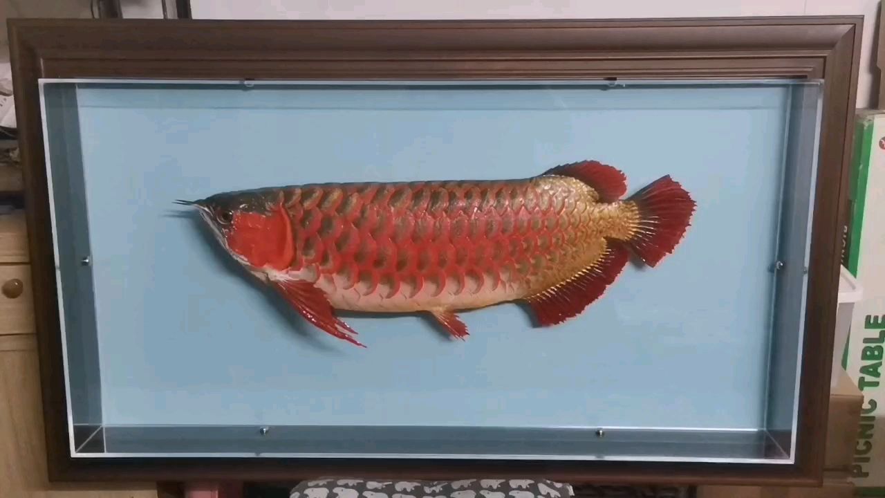 龍魚標本（redarowana龍魚標本）