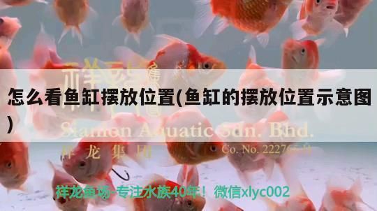 怎么看魚缸擺放位置(魚缸的擺放位置示意圖)