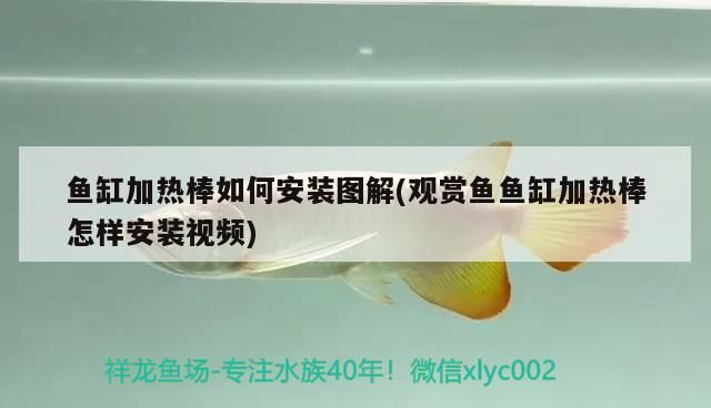 羅漢魚 魚缸加熱棒如何安裝圖解(觀賞魚魚缸加熱棒怎樣安裝視頻) 觀賞魚百科 魚缸加熱棒如何安裝圖解(觀賞魚魚缸加熱棒怎樣安裝視頻) 魚缸加熱棒如何安裝圖解(觀賞魚魚缸加熱棒怎樣安裝視頻) 觀賞魚百科
