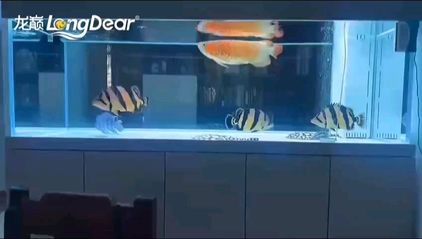 轉發874（“轉發874”現象背后的社會心理因素）