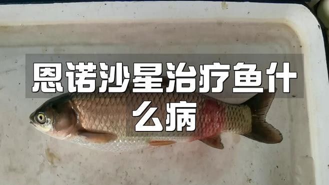 龍魚鰓部感染如何治療？（治療龍魚鰓部感染需要采取綜合措施） 龍魚鰓部感染如何治療？（治療龍魚鰓部感染需要采取綜合措施） 龍魚百科 第3張