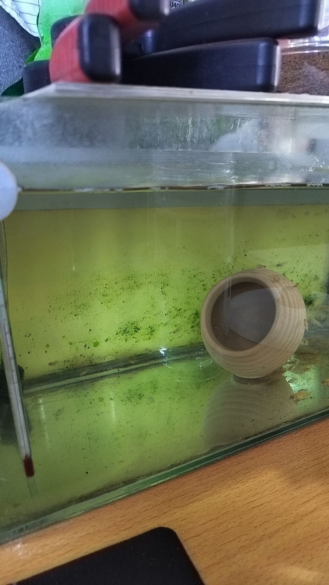 王子繁殖了幾十條
