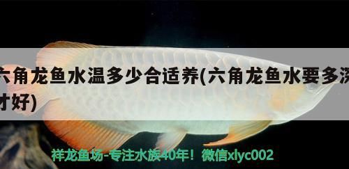 六角龍魚水溫多少合適養(六角龍魚水要多深才好)