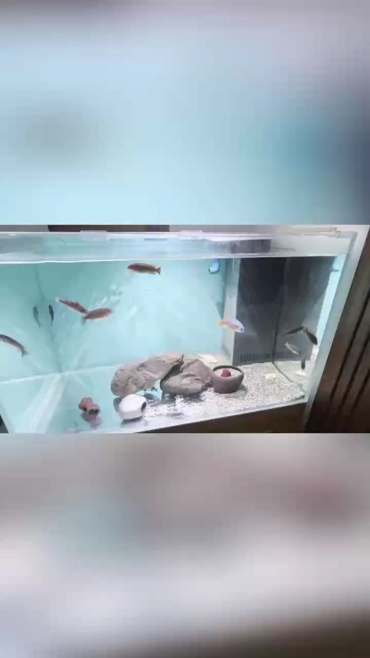 卡塔樂小丑