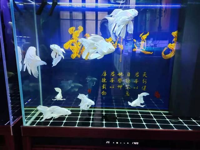 銀龍魚一直不吃該怎么辦?，銀龍魚不吃食可能是由于多種原因造成的，以下原因和相應的解決方法