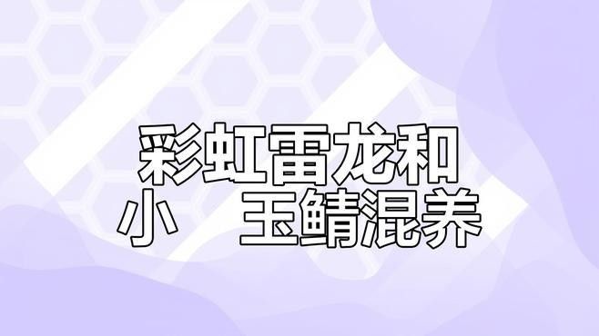 七彩雷龍魚和哪些魚混養(yǎng)比較好（七彩雷龍魚和什么魚混養(yǎng)好）