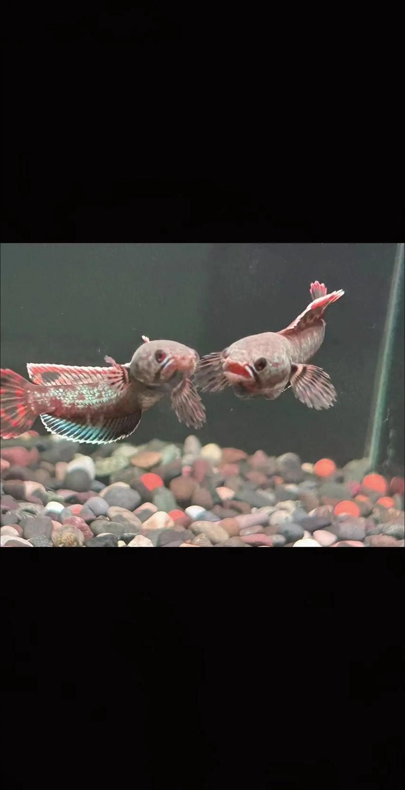 七彩雷龍魚和哪些魚混養(yǎng)比較好（七彩雷龍魚和什么魚混養(yǎng)好）