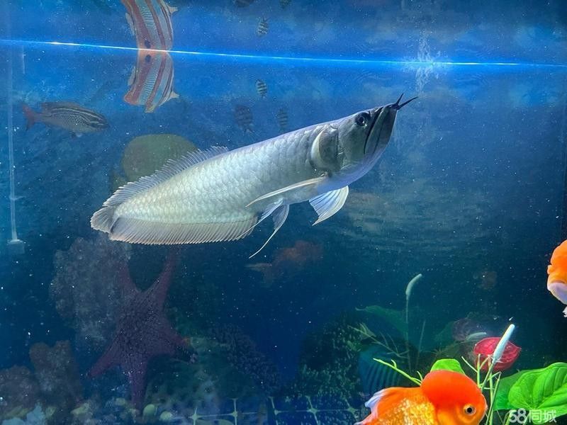 如何聯系廣州龍魚批發商