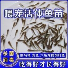 如何聯系廣州龍魚批發商