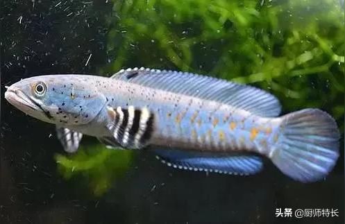 夢幻雷龍魚（雷龍魚怎么養(yǎng)？）