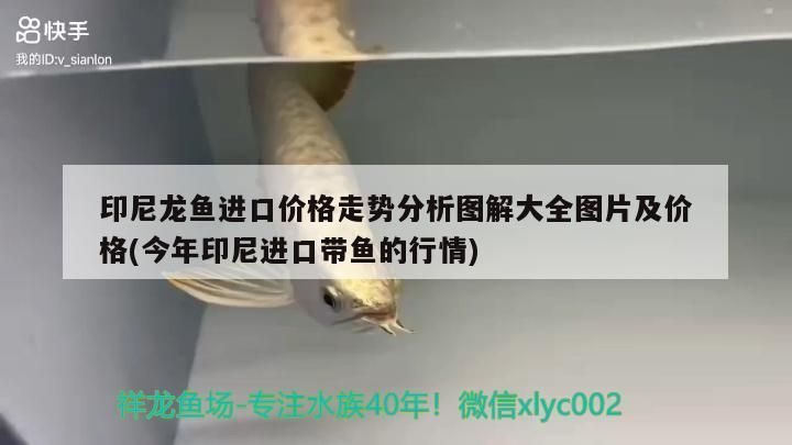 印尼龍魚進口價格走勢分析圖解大全圖片及價格(今年印尼進口帶魚的行情)