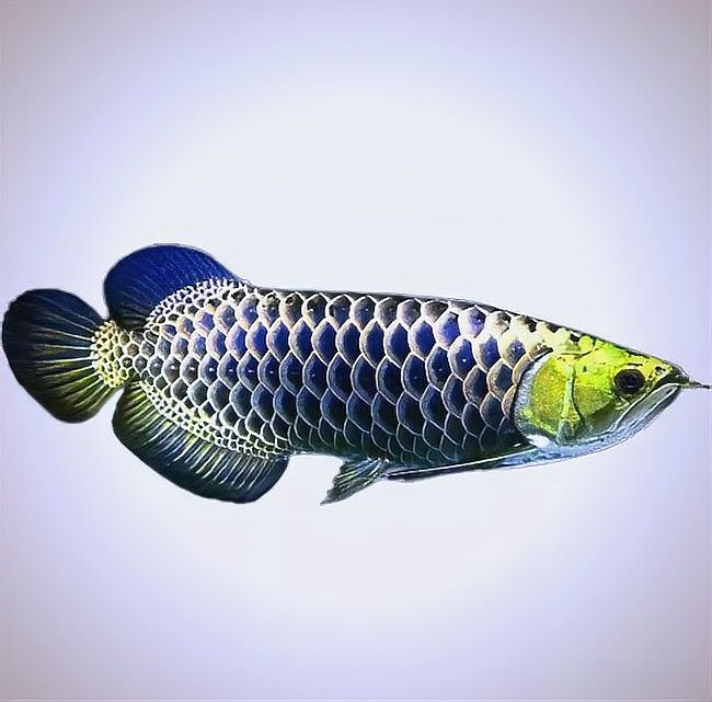 哪種金色龍魚最稀有？（最稀有的金色龍魚是什么？）