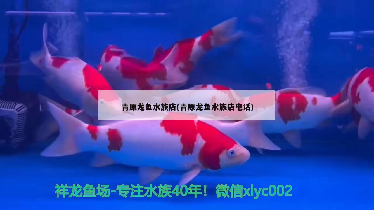 <strong><mark>青原</mark></strong>龍魚水族店(<strong><mark>青原</mark></strong>龍魚水族店電話)