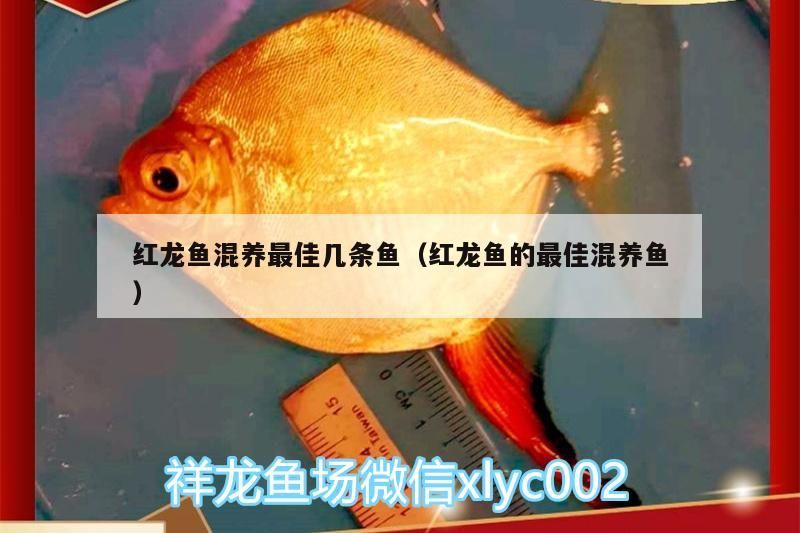 紅龍魚混養最佳幾條魚（紅龍魚的最佳混養魚）（紅龍魚混養最佳幾條魚）