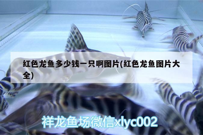 紅色龍魚多少錢一只啊圖片(紅色龍魚圖片大全) 紅色龍魚多少錢一只啊圖片(紅色龍魚圖片大全) 觀賞魚百科