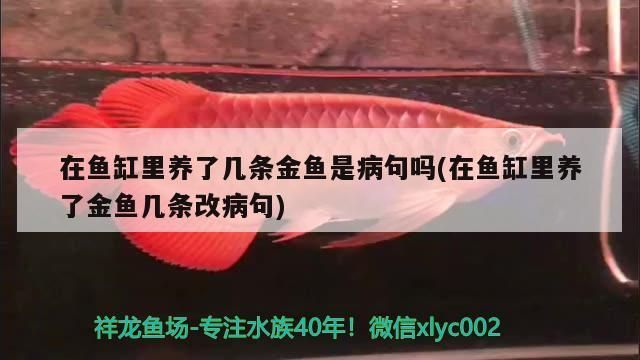 在魚缸里養了幾條金魚是病句嗎(在魚缸里養了金魚幾條改病句)